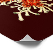  Vintage Haeckel Poster (Hoek)