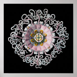Vintage Haeckel Poster