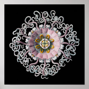  Vintage Haeckel Poster