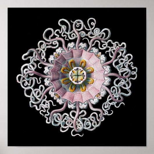  Vintage Haeckel Poster (Voorkant)