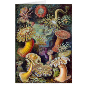 Vintage Haeckel Zee Anemone