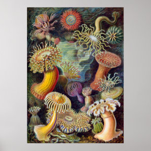 Vintage Haeckel Zee Anemone Poster