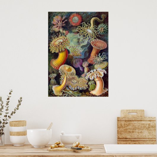 Vintage Haeckel Zee Anemone Poster (Keuken)