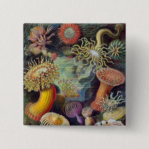 Vintage Haeckel Zee Anemone Vierkante Button 5,1 Cm