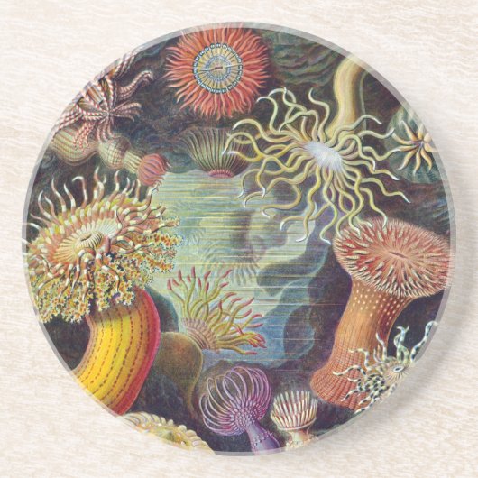 Vintage Haeckel Zee Anemone Zandsteen Onderzetter (Voorkant)
