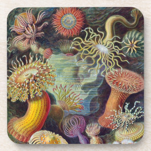 Vintage Haeckel Zeeanemoon Bier Onderzetter