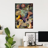 Vintage Haeckel Zeeanemoon Poster (Thuiskantoor)
