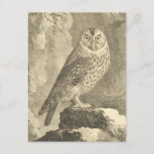 Vintage Halloween Tawny Owl Briefkaart