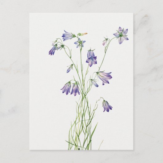Vintage Harebell Bloed Briefkaart (Voorkant)