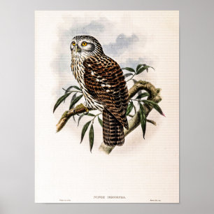Vintage Hawk-Uil door John Gould Poster