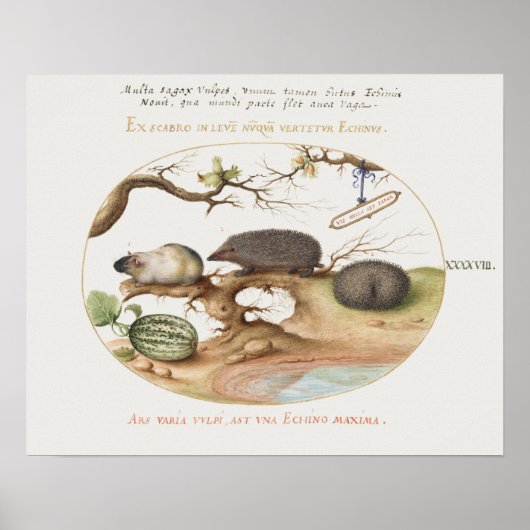 Vintage Hedgehog Poster (Voorkant)