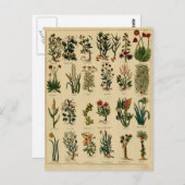 Vintage Herbal Postcard Series - 6 Briefkaart (Voorkant / Achterkant)
