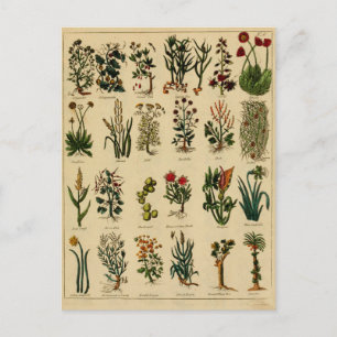 Vintage Herbal Postcard Series - 6 Briefkaart