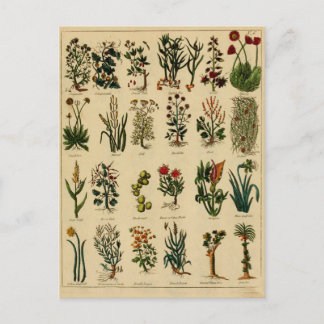 Vintage Herbal Postcard Series - 6 Briefkaart