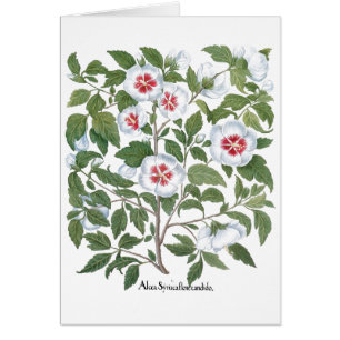 Vintage Hibiscus Bloemen door Basilius Besler