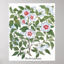 Vintage Hibiscus Bloemen door Basilius Besler