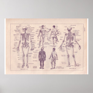 VIntage historic 1920 Human Body Poster