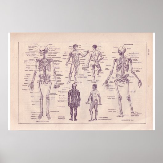 VIntage historic 1920  Human Body Poster (Voorkant)