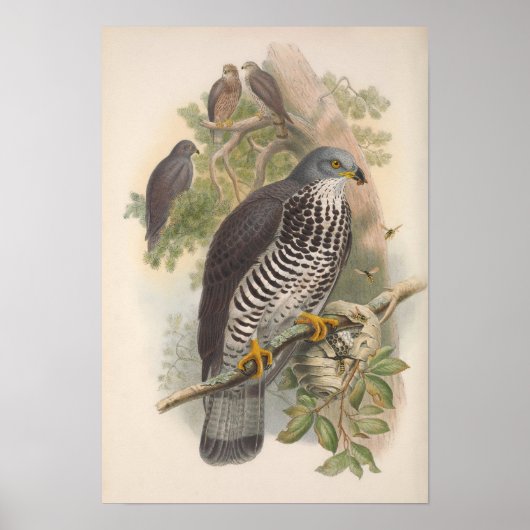 Vintage Honey Buzzard Bird Poster (Voorkant)
