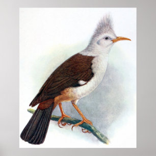 Vintage Hopoe Spreeuw Vogel Poster