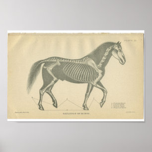 Vintage Horse Anatomy Print Skeleton