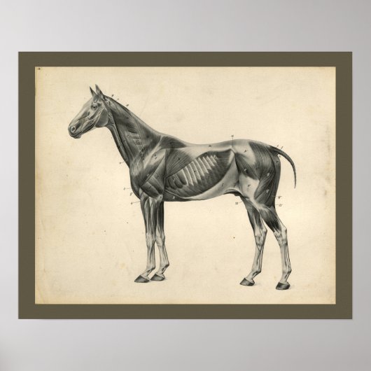 Vintage Horse Veterinary Muscle Anatomy Print (Voorkant)