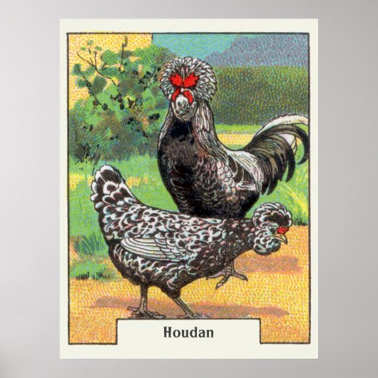 Vintage Houdan Chicken Poster (Voorkant)