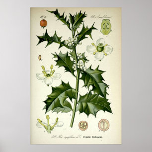 Vintage Hulst Botanische Kunst Poster