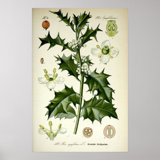 Vintage Hulst Botanische Kunst Poster (Voorkant)