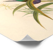 Vintage Hummingbirds Art Bird Print Flowers (Hoek)