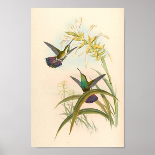 Vintage Hummingbirds Art Bird Print Flowers (Voorkant)