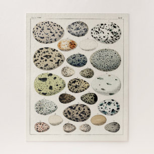 VINTAGE ILLUSTRATIE BIRDS EIGS JIGSAW LEGPUZZEL