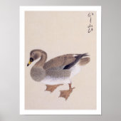 Vintage illustratie: Rietgans Poster (Voorkant)