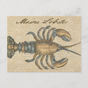 Vintage Illustratie van Kreeft: Kustdamast Briefkaart