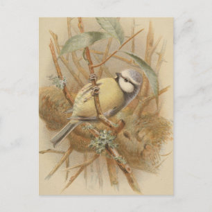 Vintage illustratie van pimpelmees briefkaart