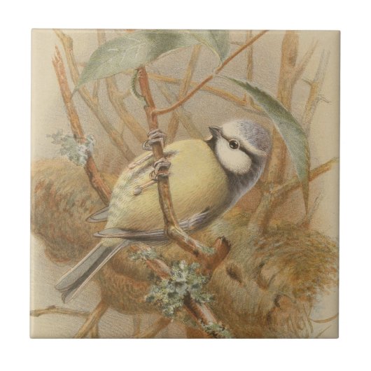 Vintage illustratie van pimpelmees tegeltje (Voorkant)