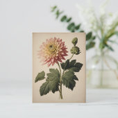 Vintage Illustration of a Dahlia  Briefkaart (Staand voorkant)