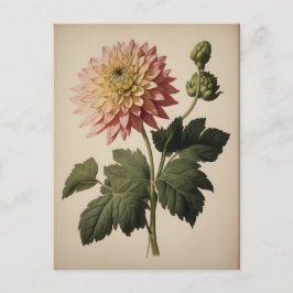 Vintage Illustration of a Dahlia  Briefkaart