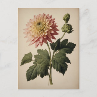 Vintage Illustration of a Dahlia  Briefkaart