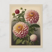 Vintage illustration of a Dahlia Briefkaart (Voorkant)