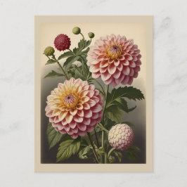 Vintage illustration of a Dahlia  Briefkaart