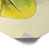 Vintage Illustration of a Green Parrot (1901) Poster (Hoek)