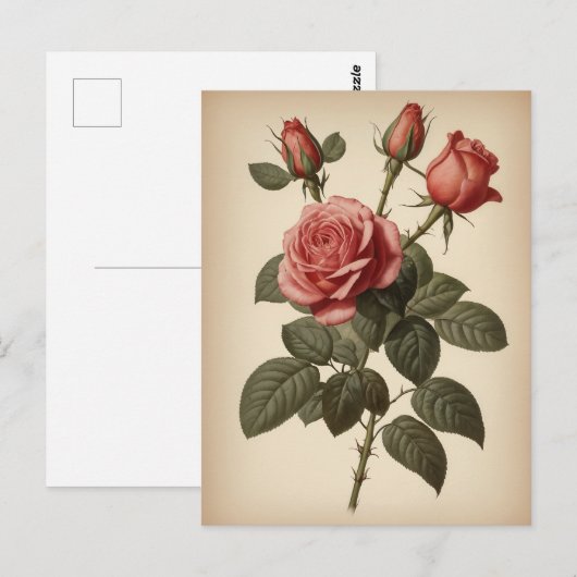 Vintage Illustration of a Rose Briefkaart (Voorkant / Achterkant)