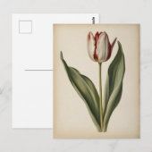 Vintage illustration of a tulip  briefkaart (Voorkant / Achterkant)