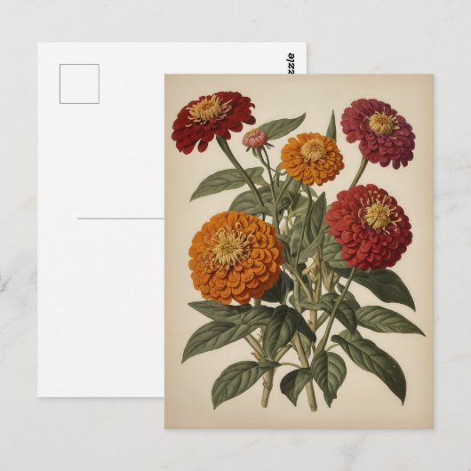 Vintage illustration of a zinnia briefkaart (Voorkant / Achterkant)