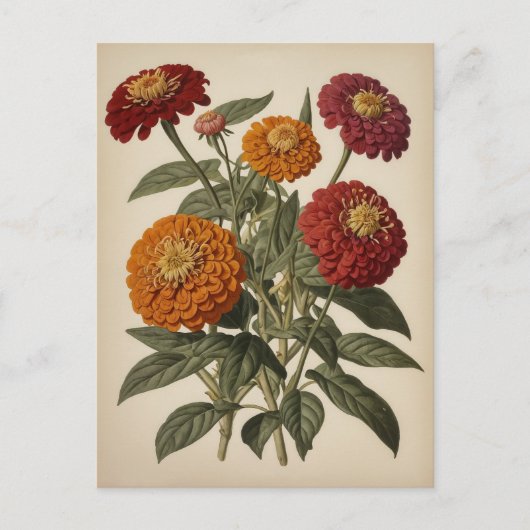 Vintage illustration of a zinnia briefkaart (Voorkant)