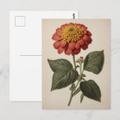 Vintage illustration of a zinnia  briefkaart (Voorkant / Achterkant)