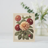 Vintage Illustration of Dahlias  Briefkaart (Staand voorkant)