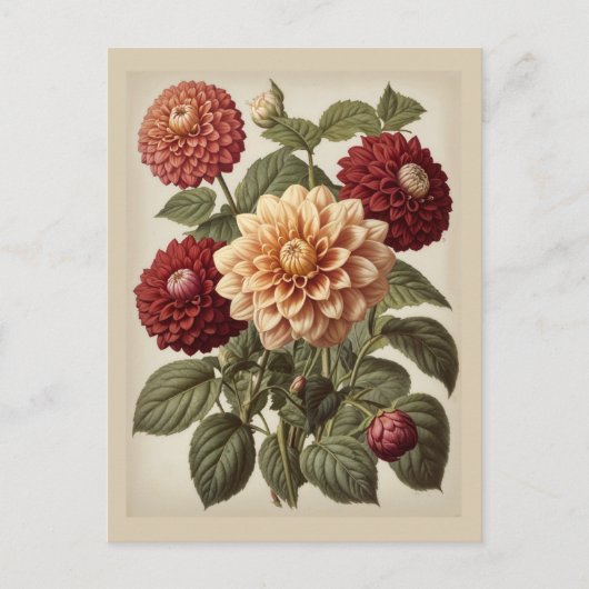 Vintage Illustration of Dahlias  Briefkaart (Voorkant)