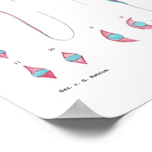 Vintage Illustration Poster (Hoek)